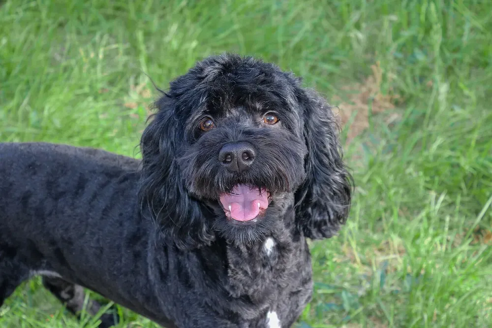 Cockapoo: foto 3