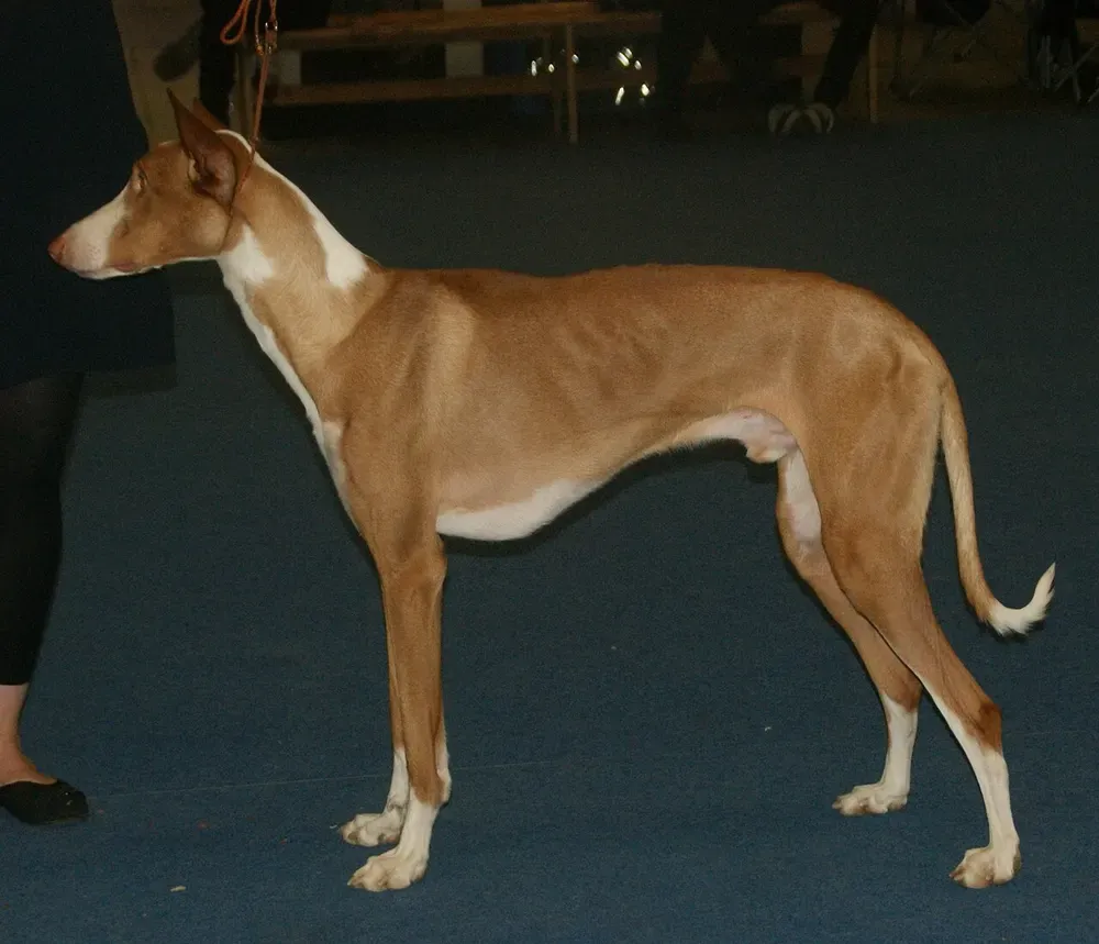 Podenco ibicenco: foto 3