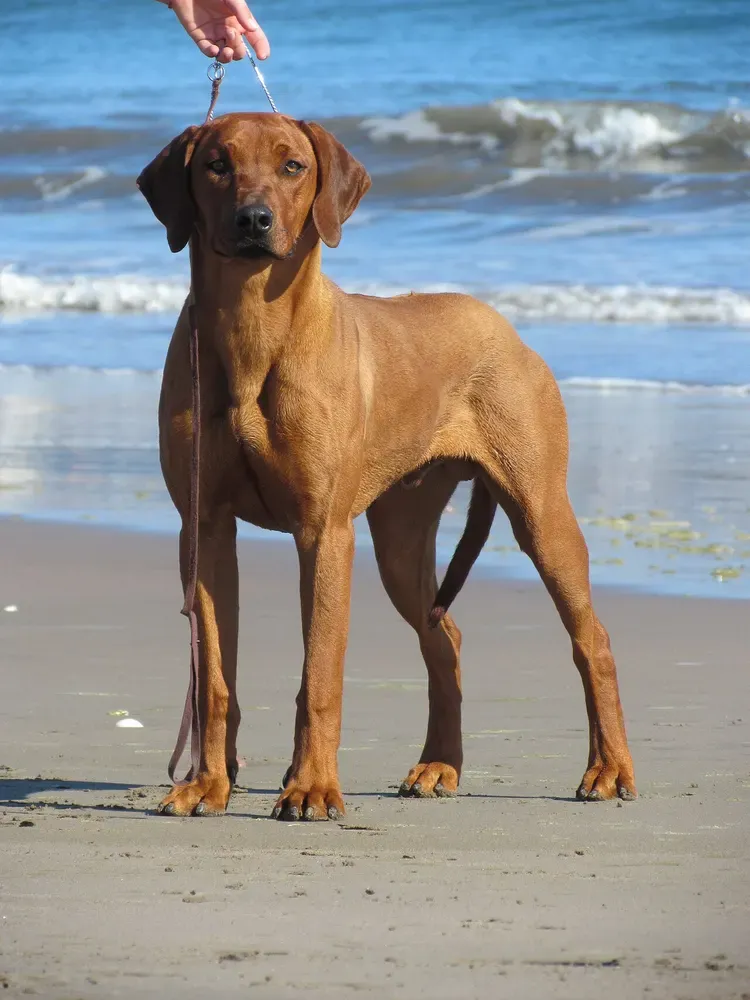Rhodesian ridgeback: foto 3