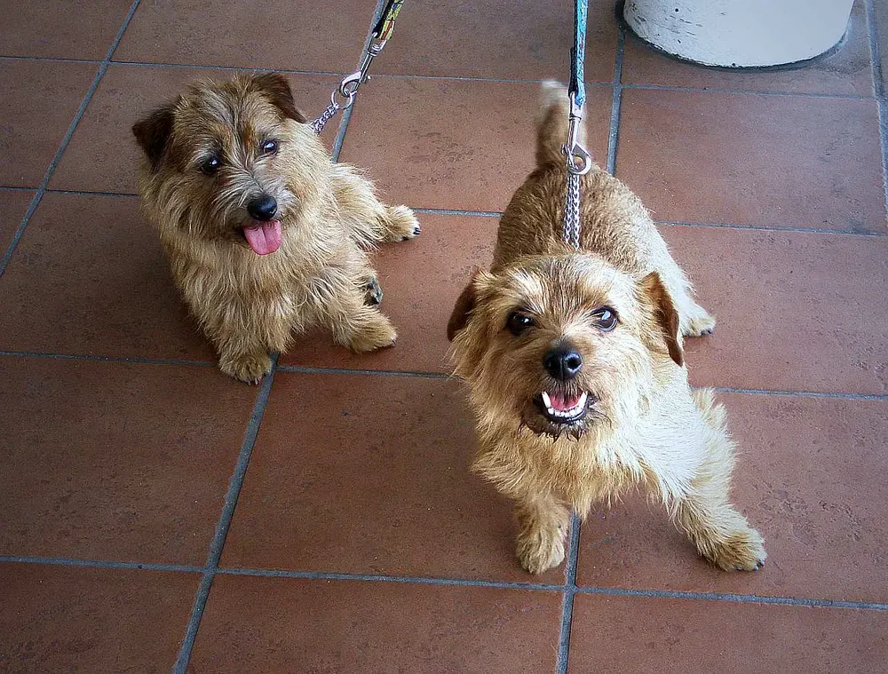 Norfolk terrier: foto 3
