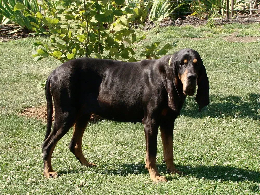 Coonhound negro y fuego: foto 3