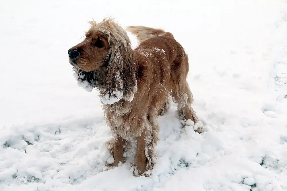 Cocker spaniel inglés: foto 3