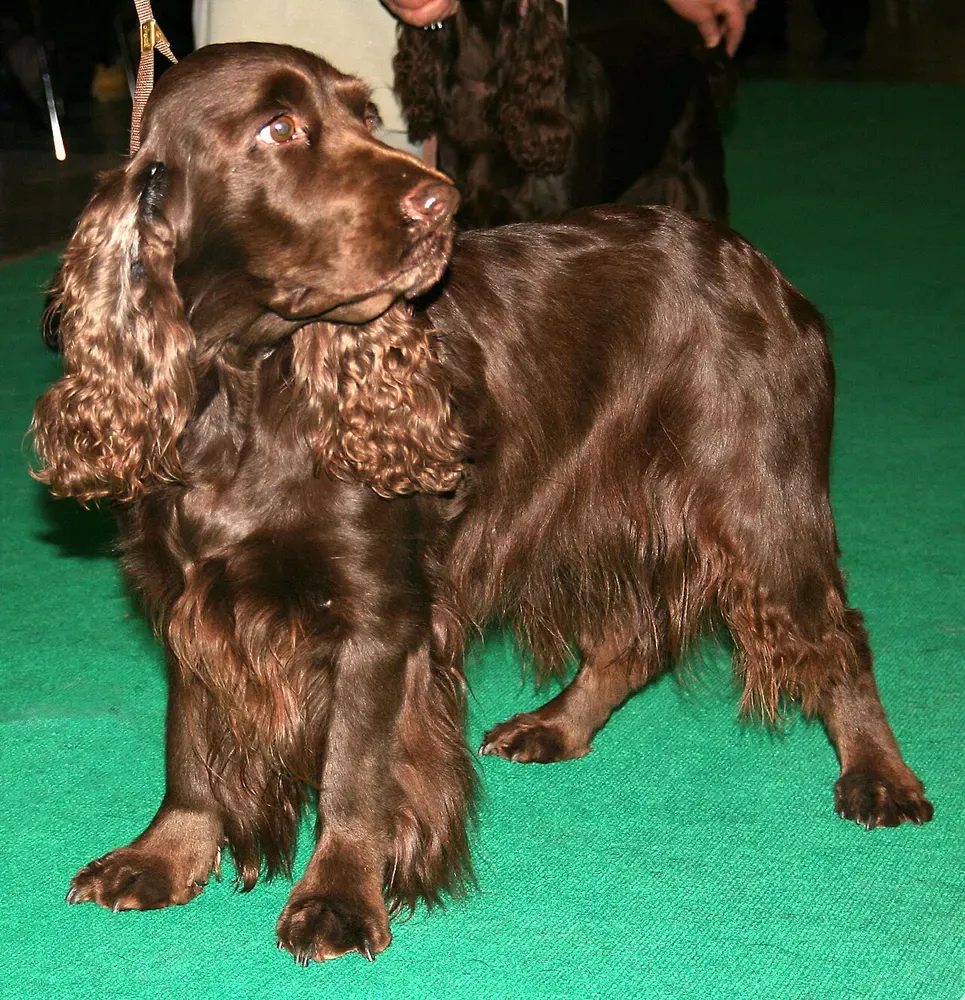 Field spaniel: foto 3