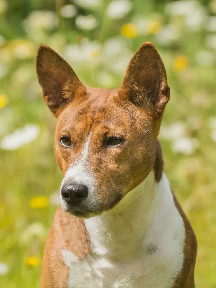 Basenji: foto 3