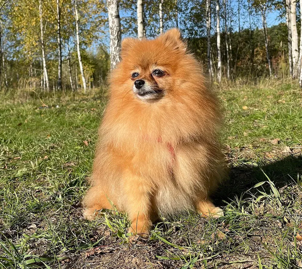 Pomerania (Spitz enano): foto 3