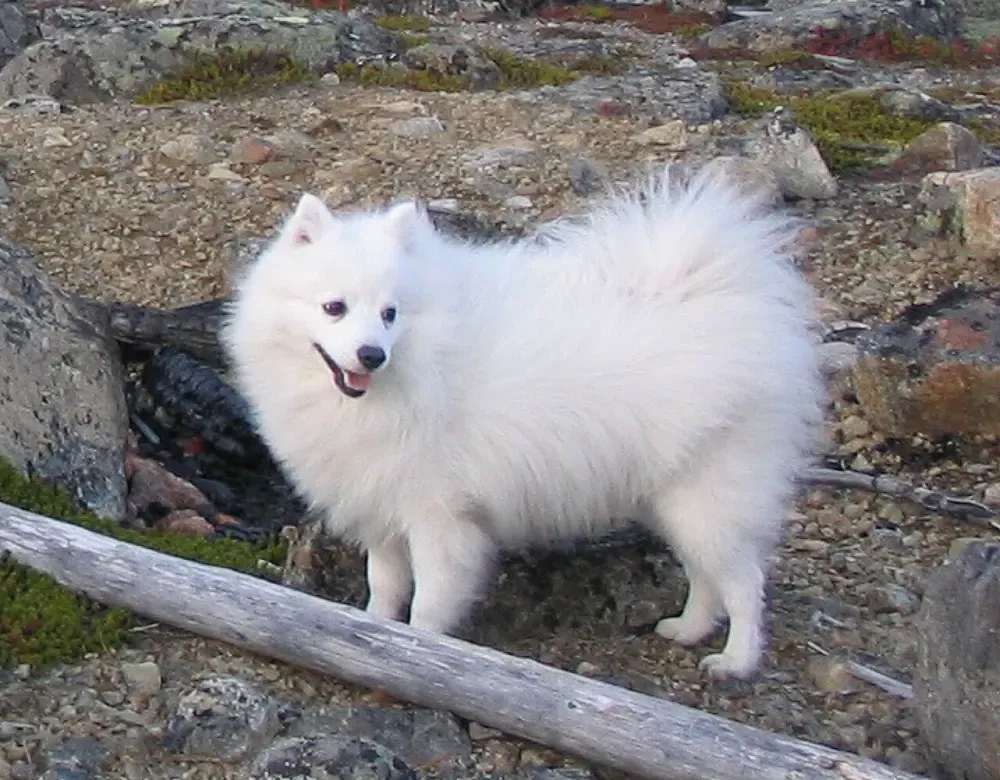 Spitz japonés: foto 3