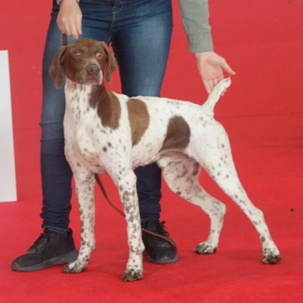 Braco francés tipo Pirineos: foto 3