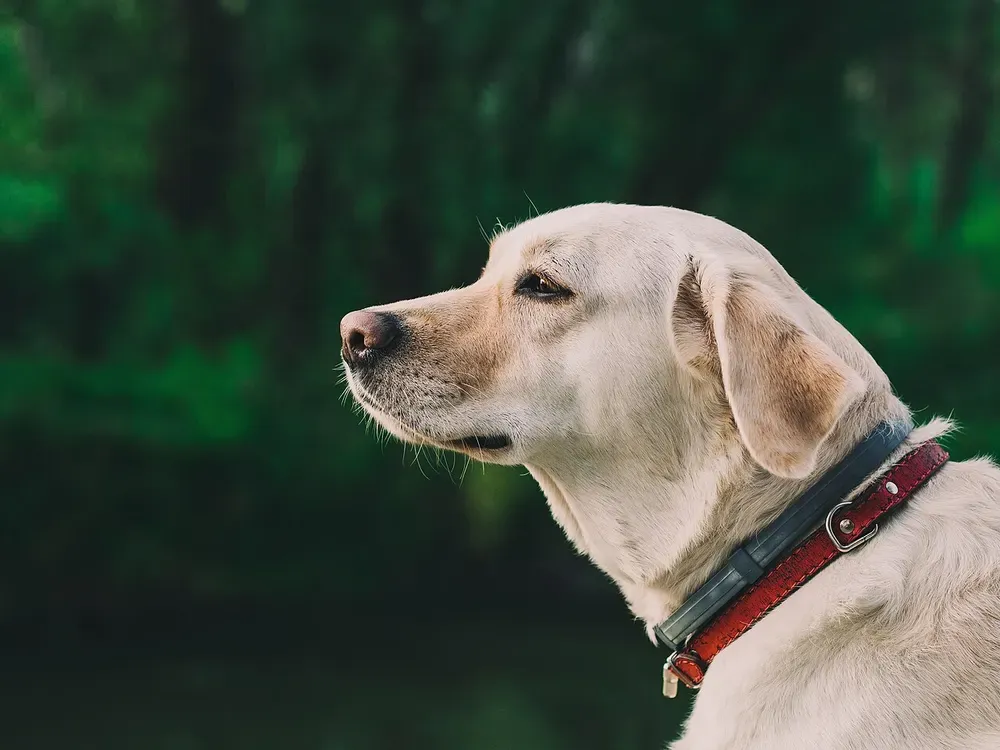 Labrador retriever: foto 3