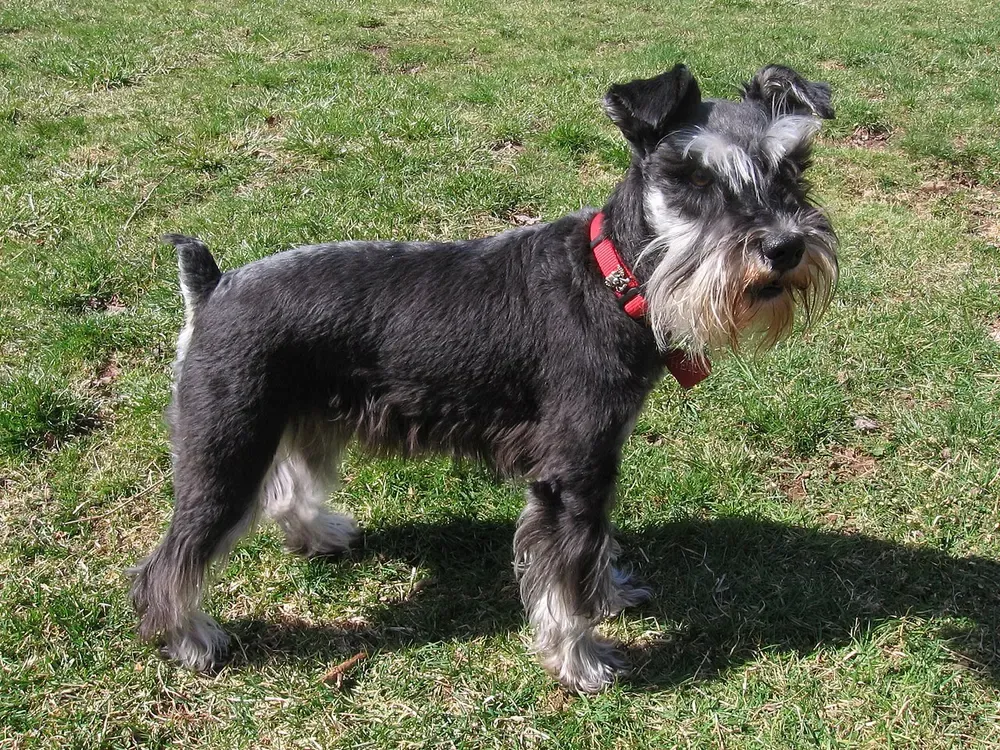 Schnauzer miniatura: foto 3