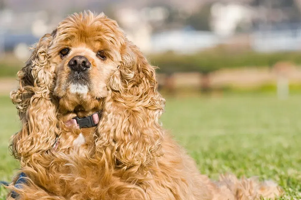 Cocker spaniel americano: foto 3