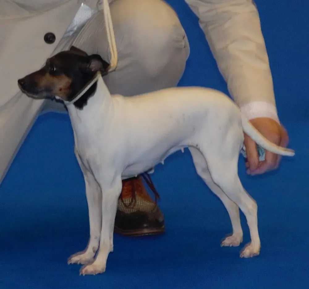 Terrier japonés: foto 3