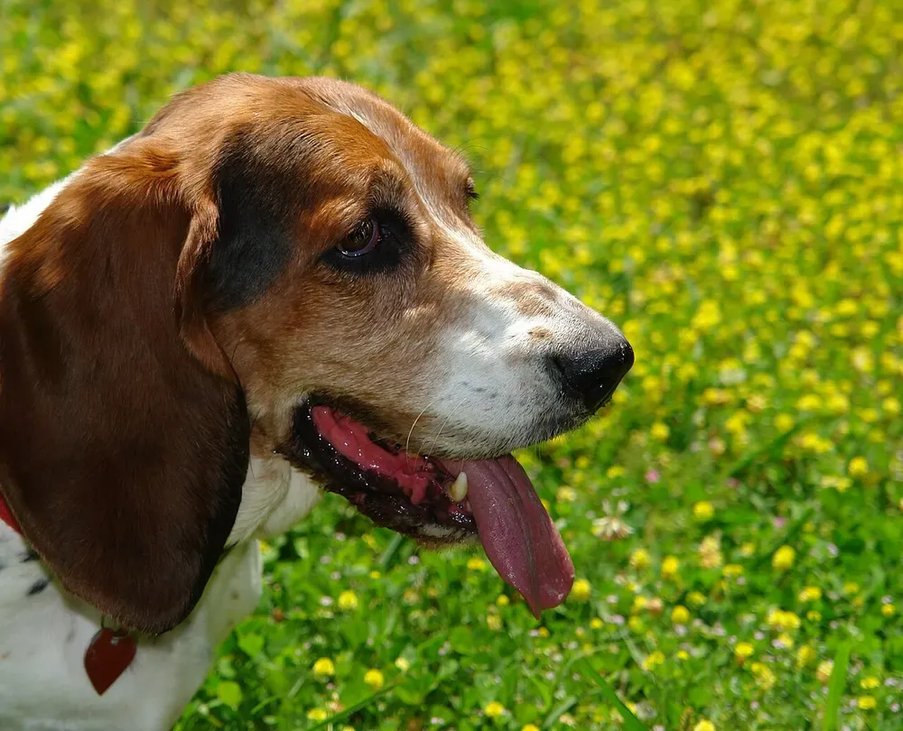 Basset hound: foto 3