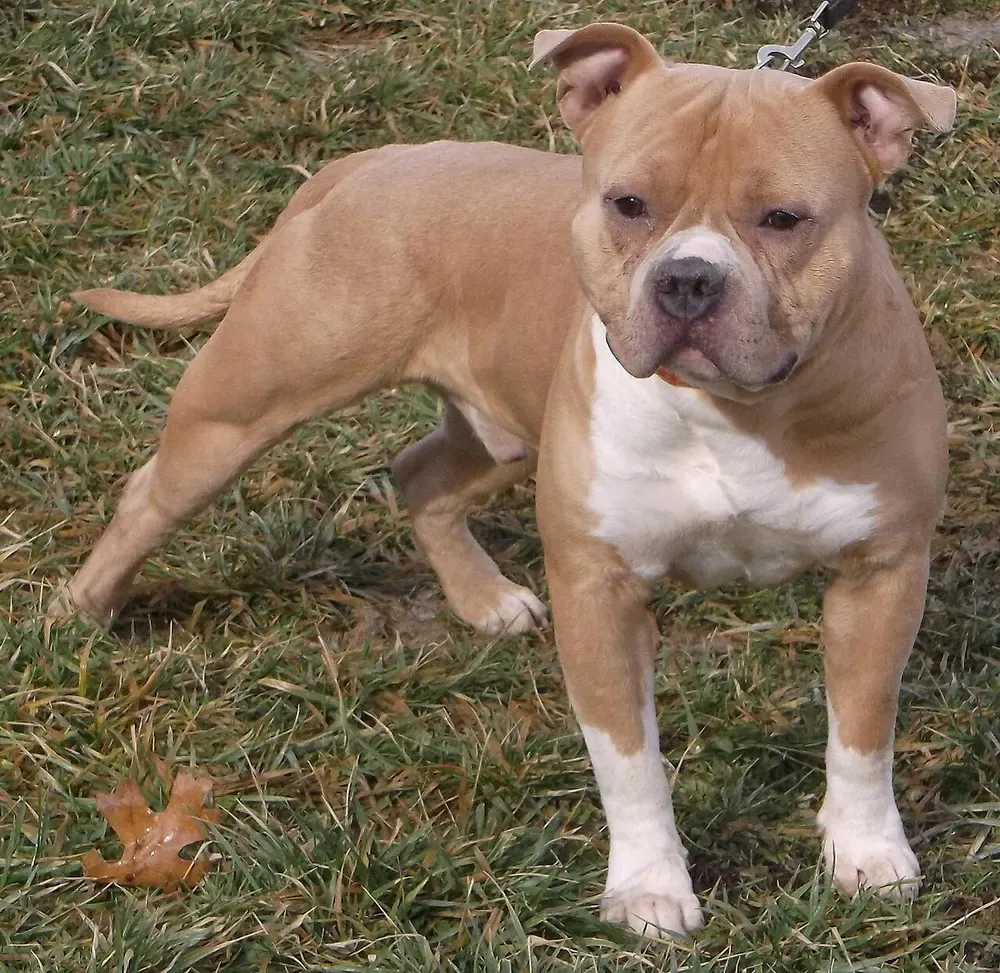 American bully: foto 3