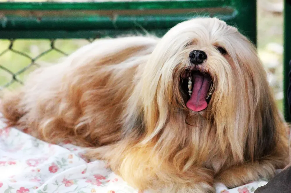 Lhasa apso: foto 3