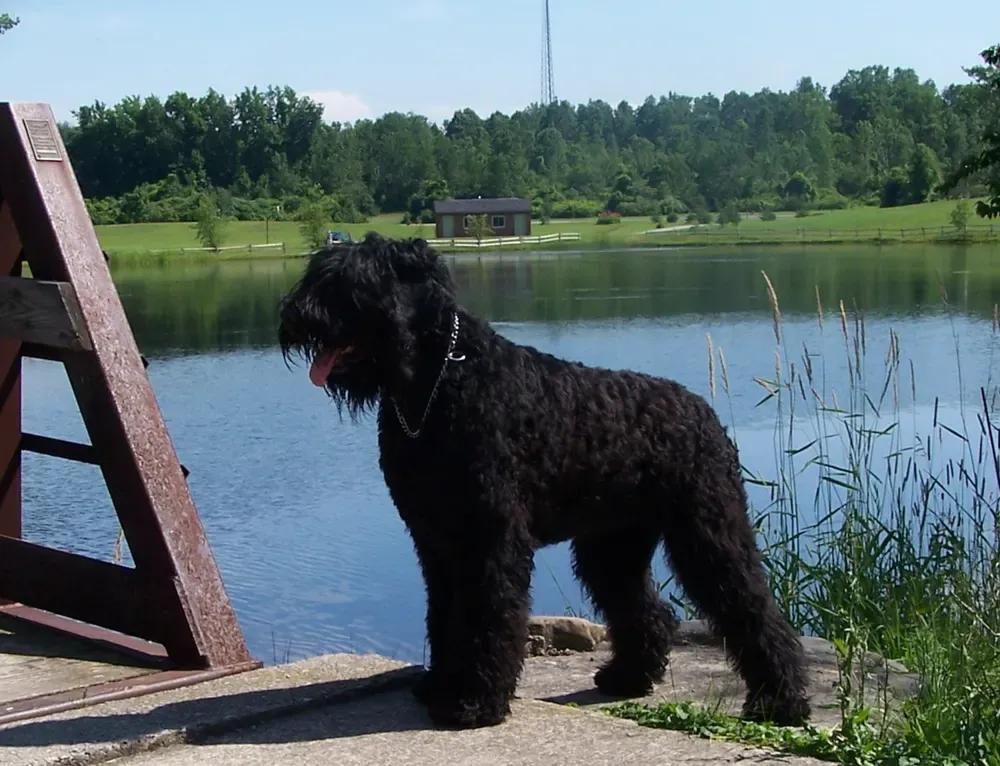 Terrier ruso negro: foto 3