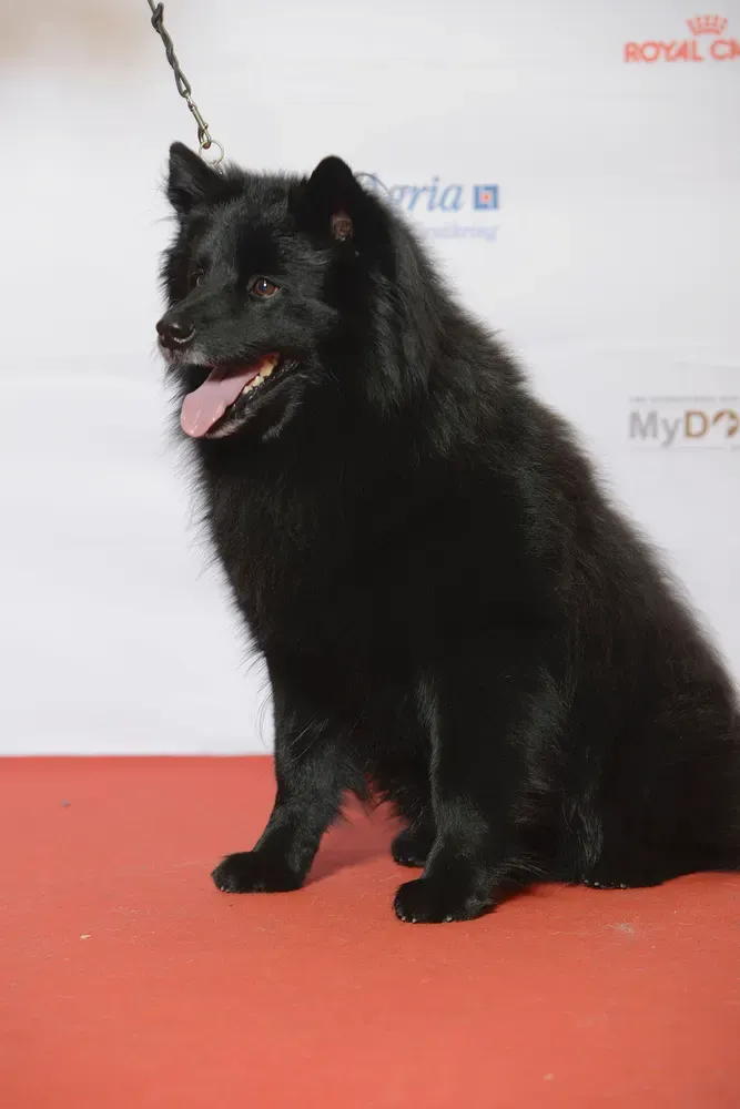 Lapphund sueco: foto 3