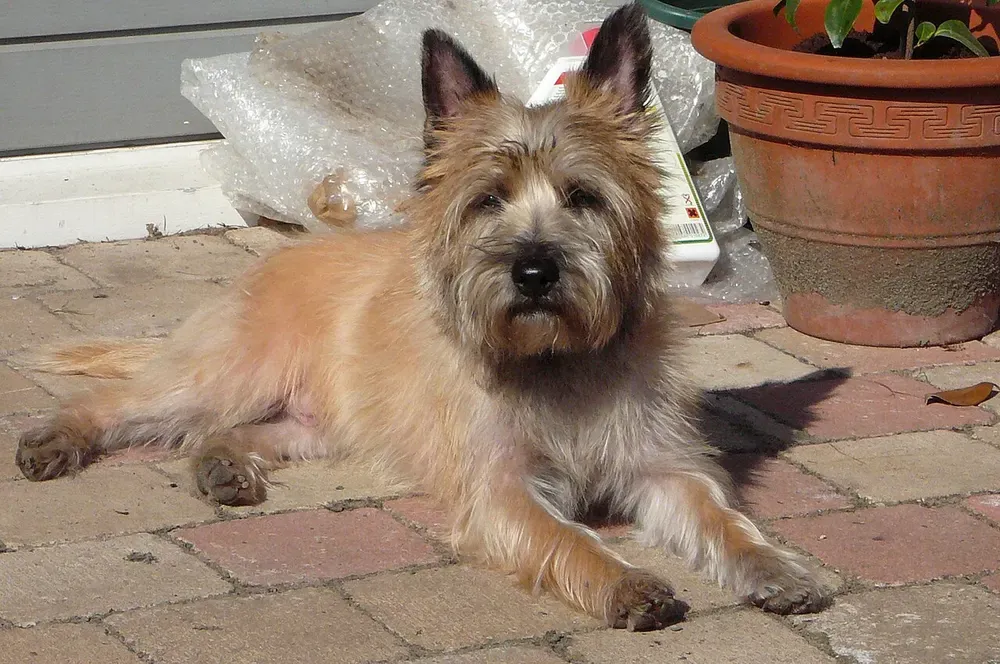 Cairn terrier: foto 3