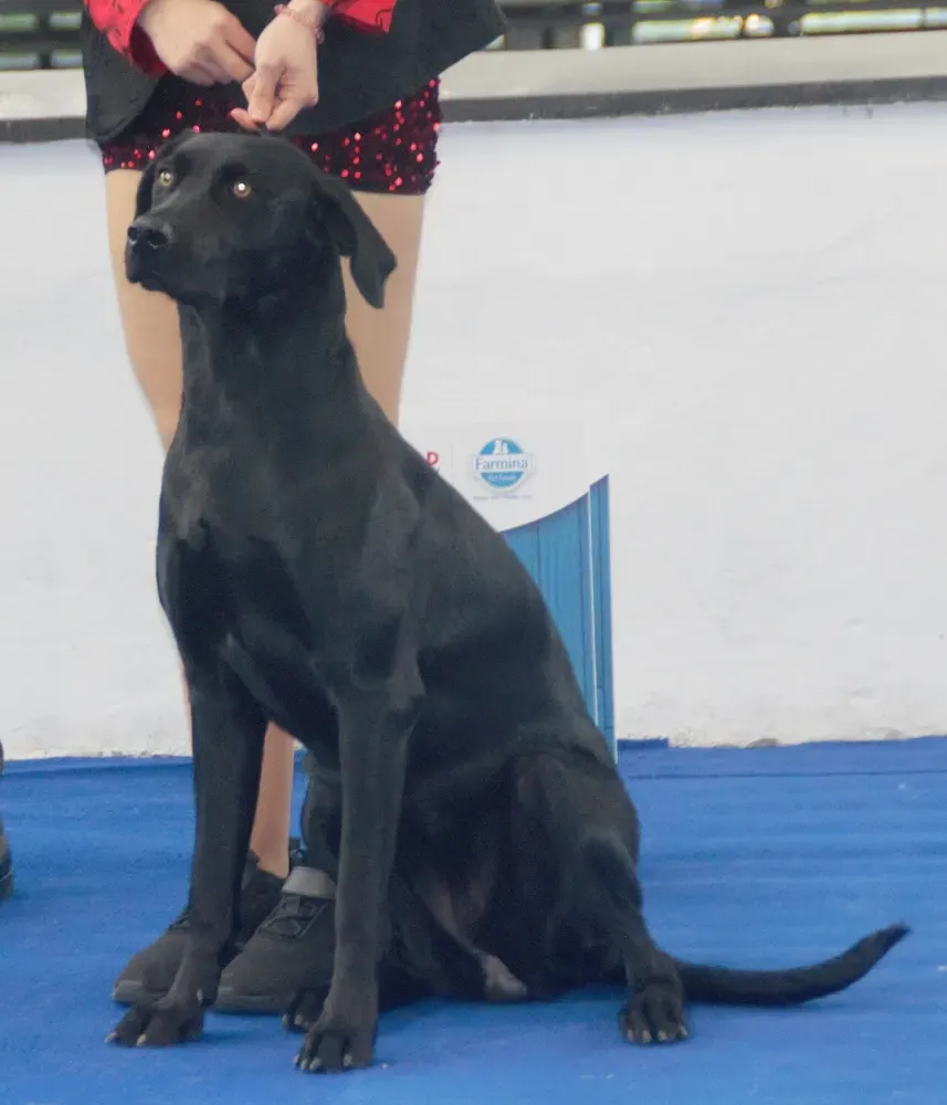 Ca de bestiar (perro de pastor mallorquín): foto 3
