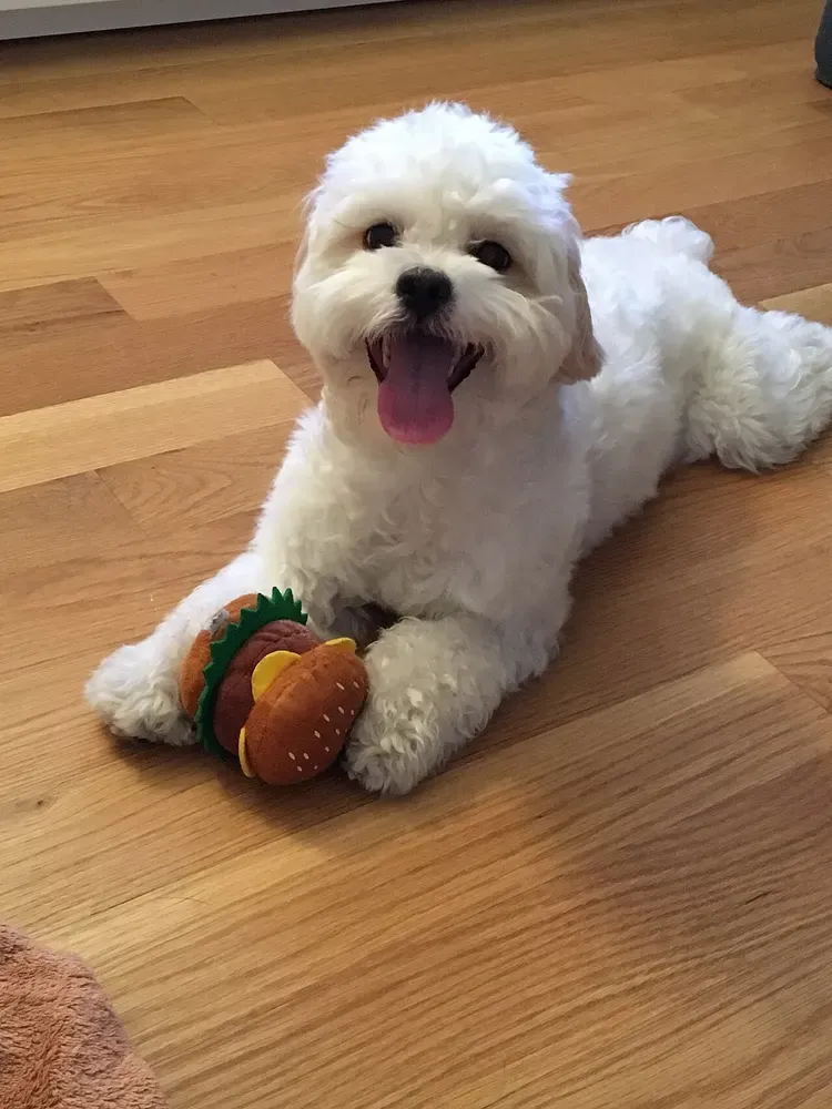 Shih-Poo: foto 3