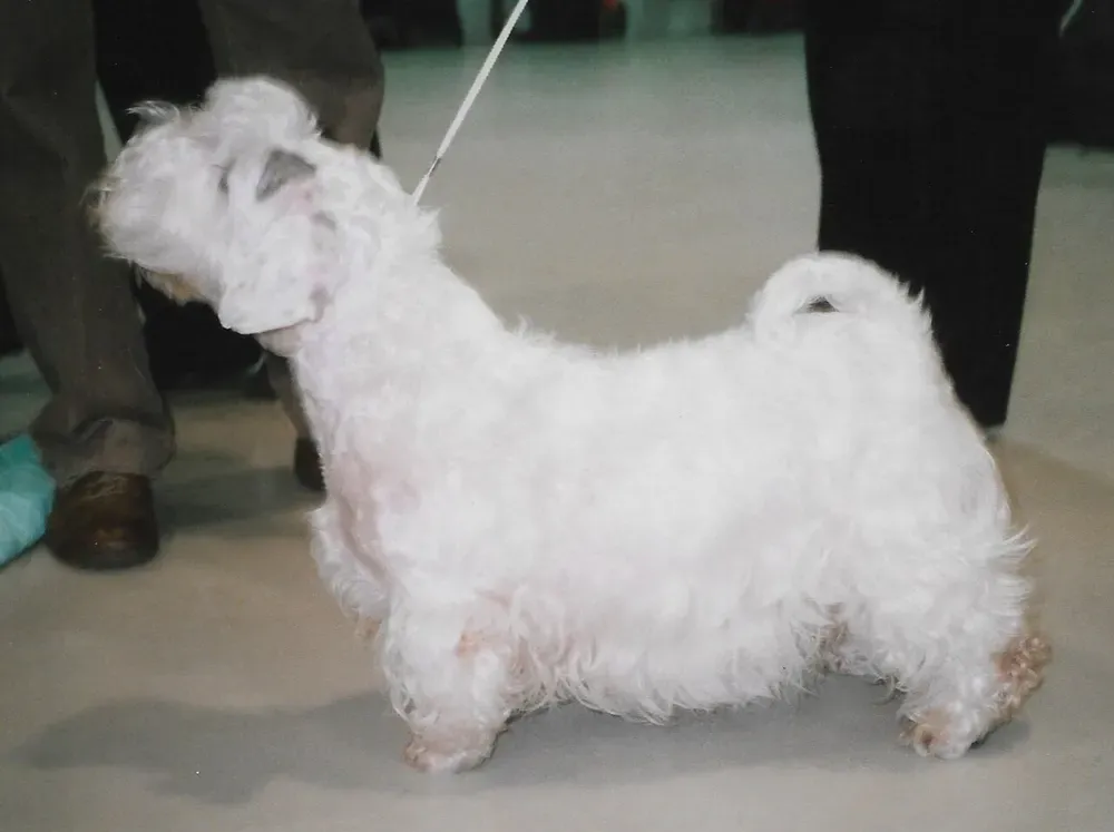 Sealyham terrier: foto 3