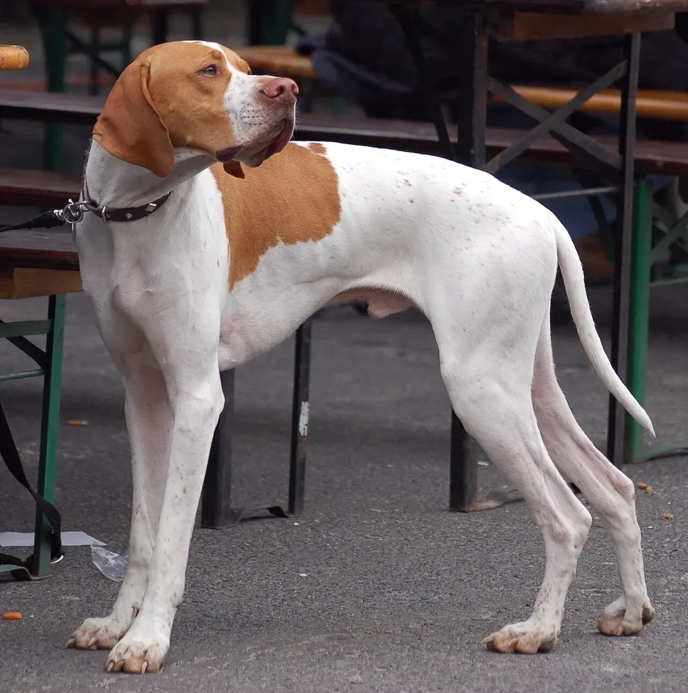 Pointer inglés: foto 3