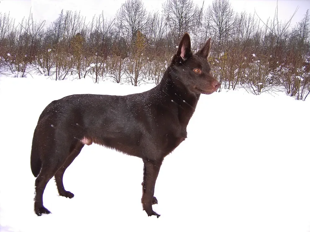 Kelpie australiano: foto 3