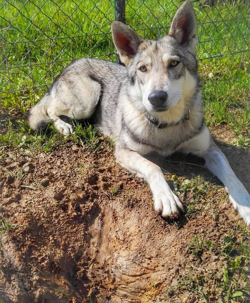 Perro lobo de Saarloos: foto 3