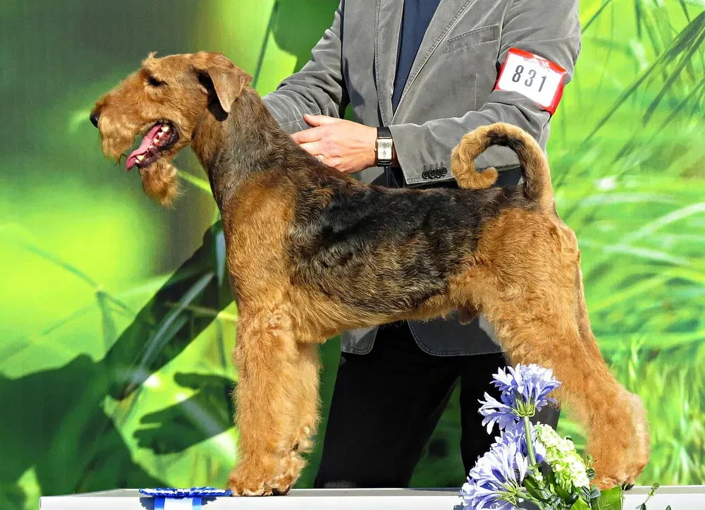 Lakeland terrier: foto 3