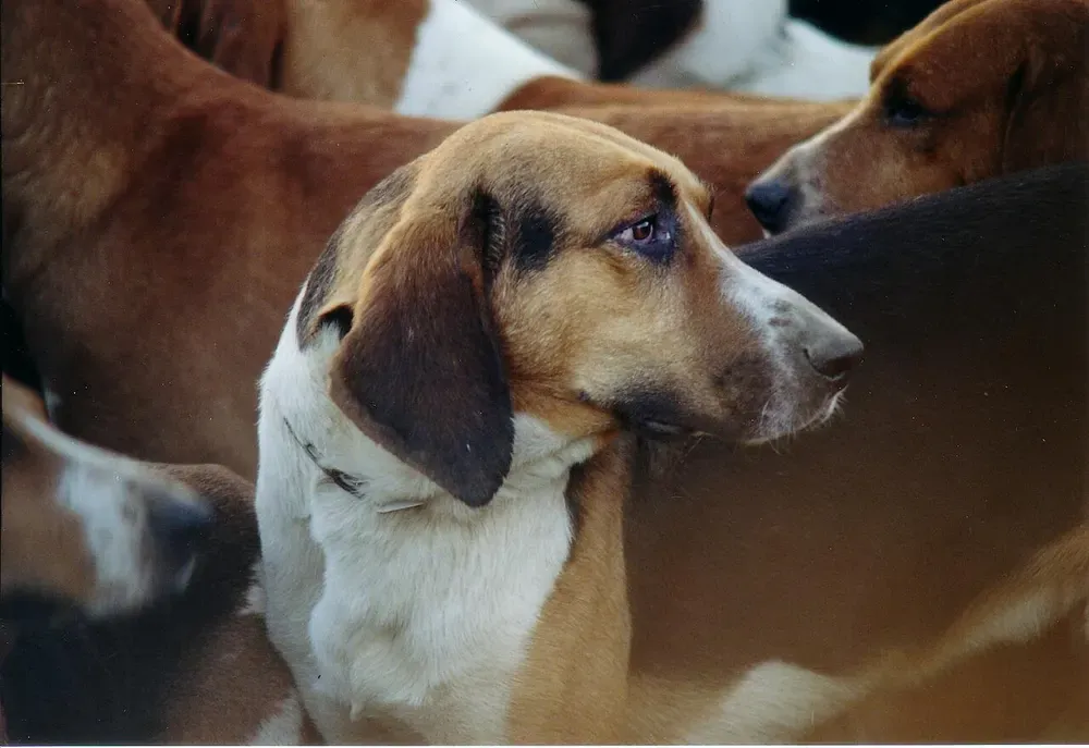 Foxhound inglés: foto 3