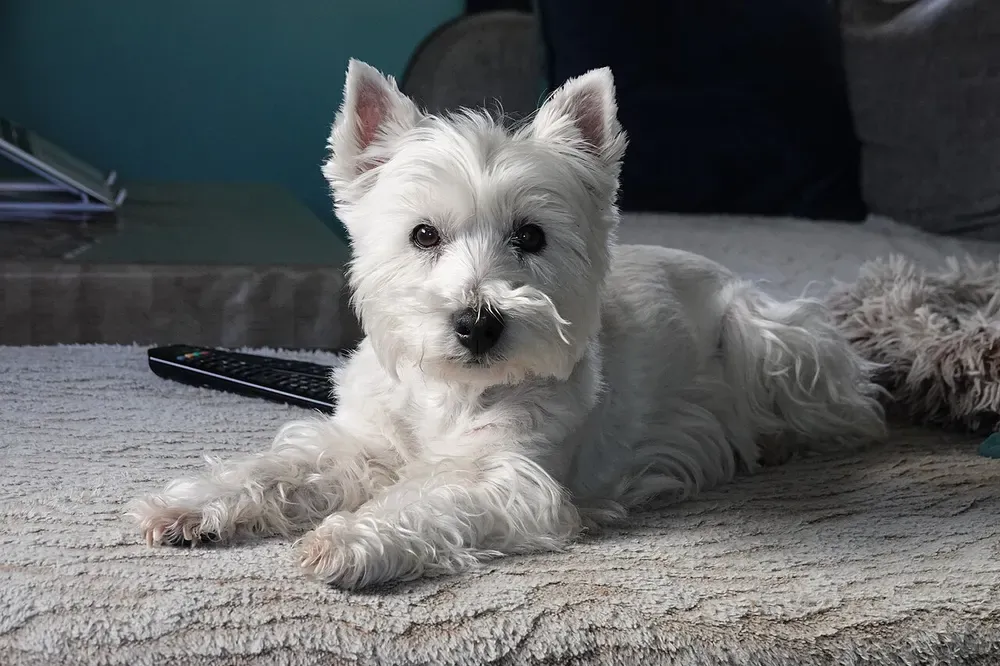 West Highland white terrier (Westie): foto 3