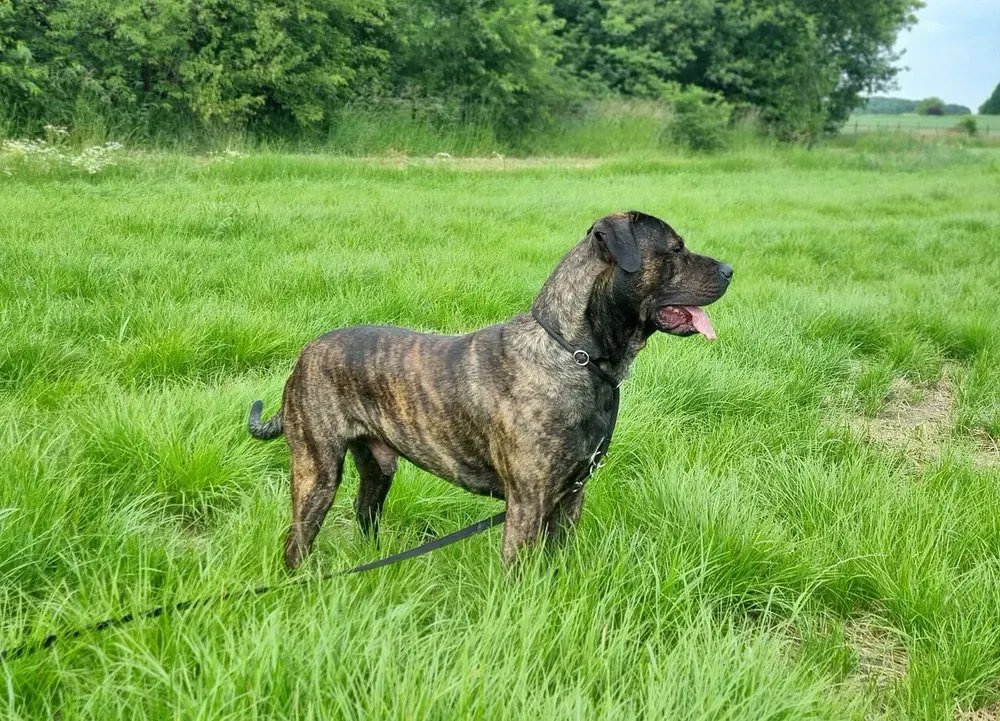 Presa canario: foto 3