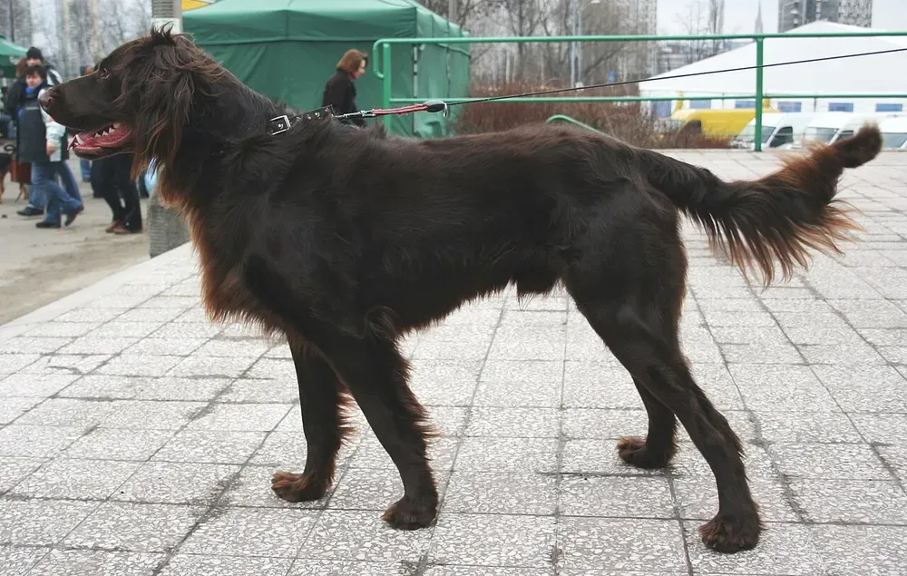Perro de muestra alemán de pelo largo: foto 3