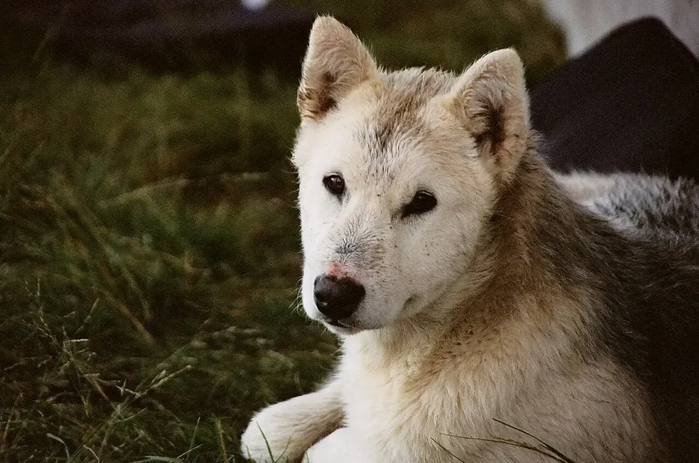 Perro de Groenlandia: foto 3