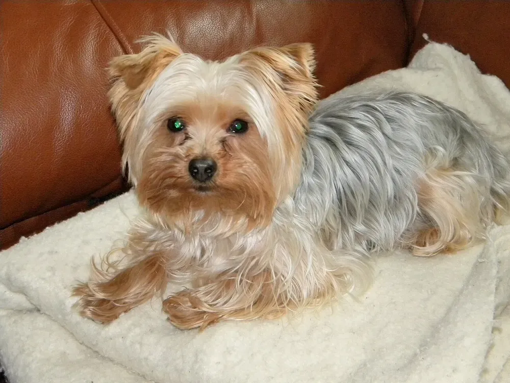 Yorkshire terrier: foto 3