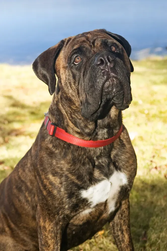 Bullmastiff: foto 3