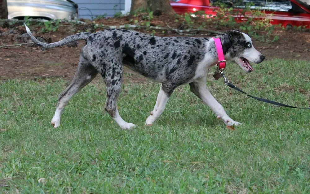 Catahoula Leopard Dog: foto 3