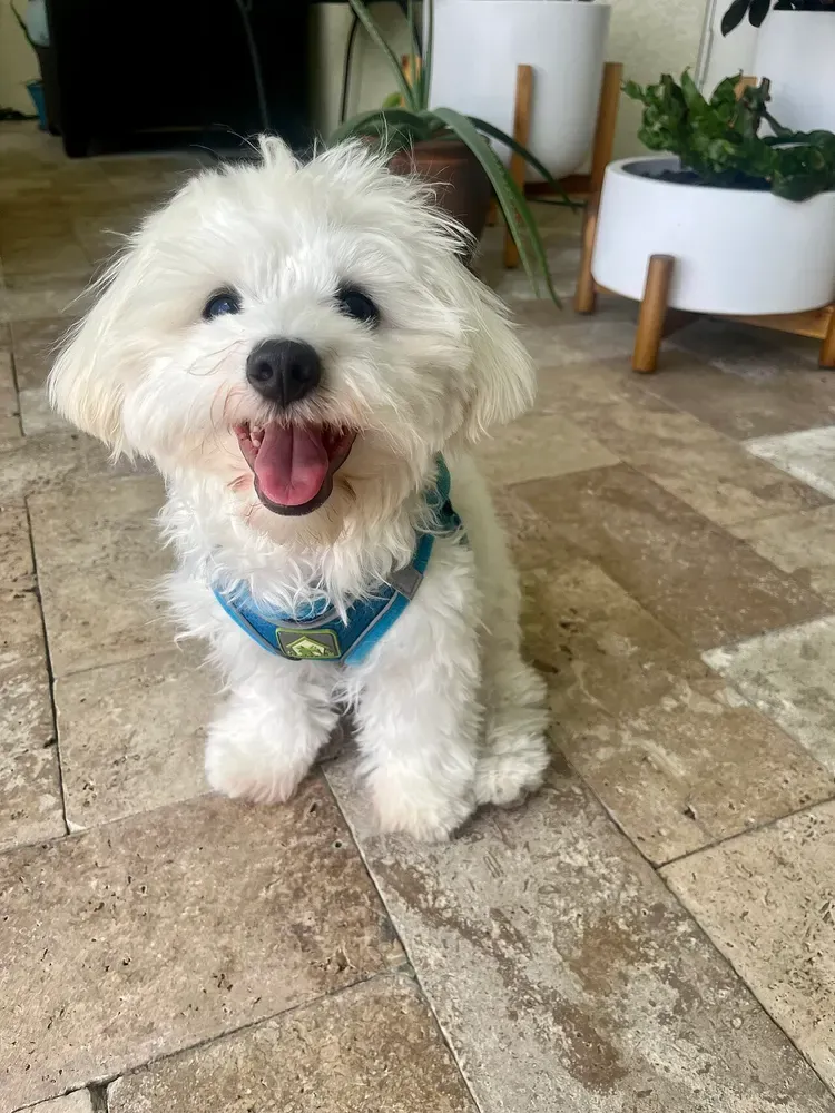 Coton de Tulear: foto 3