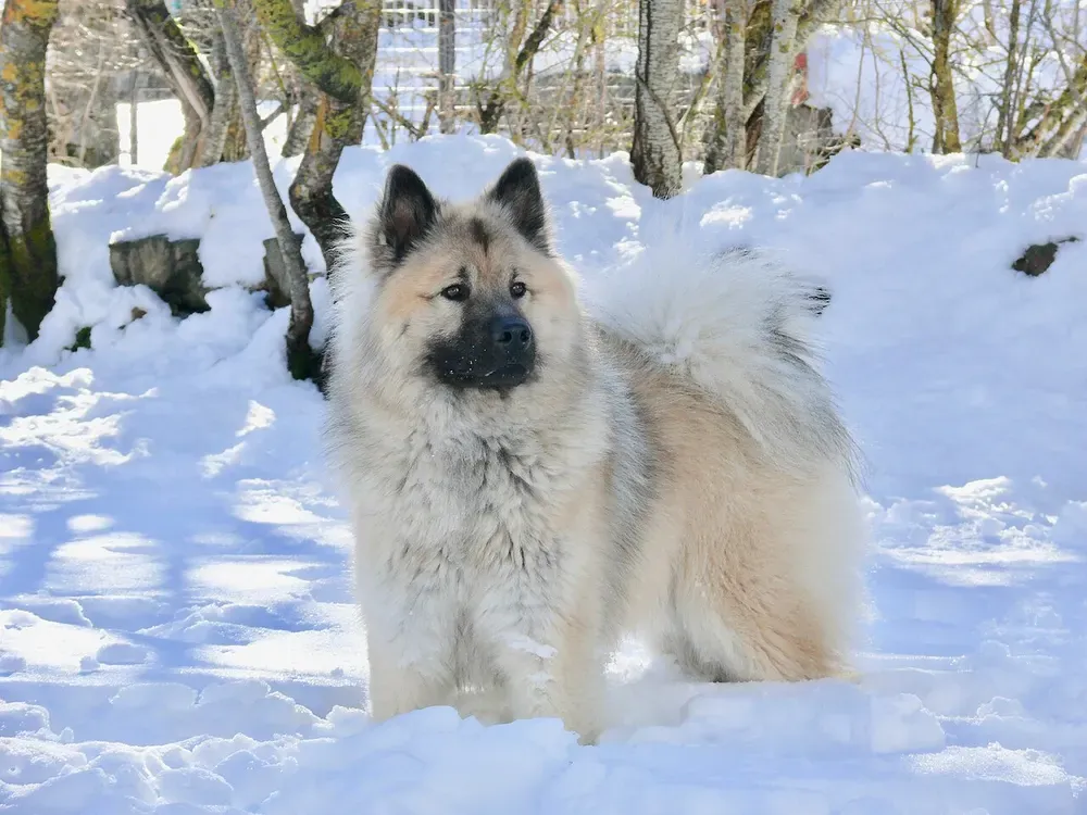 Eurasier: foto 3