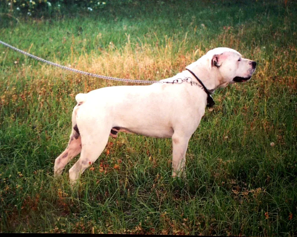 Bulldog americano: foto 3
