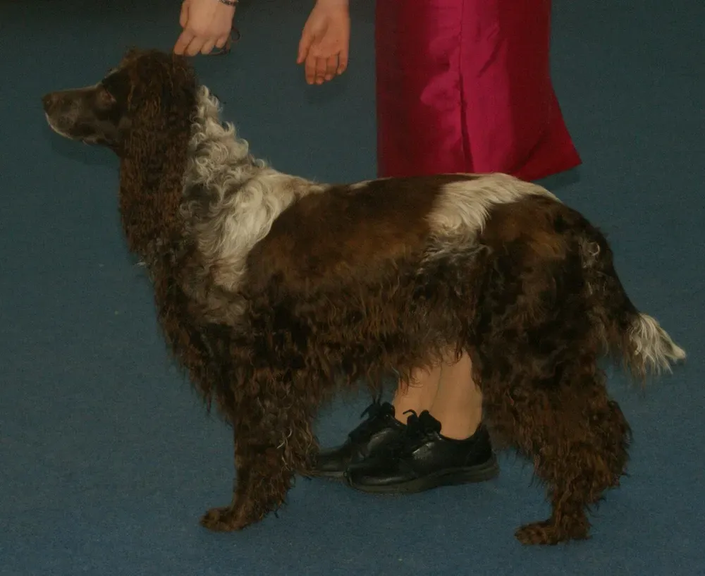 Spaniel de Pont-Audemer: foto 3