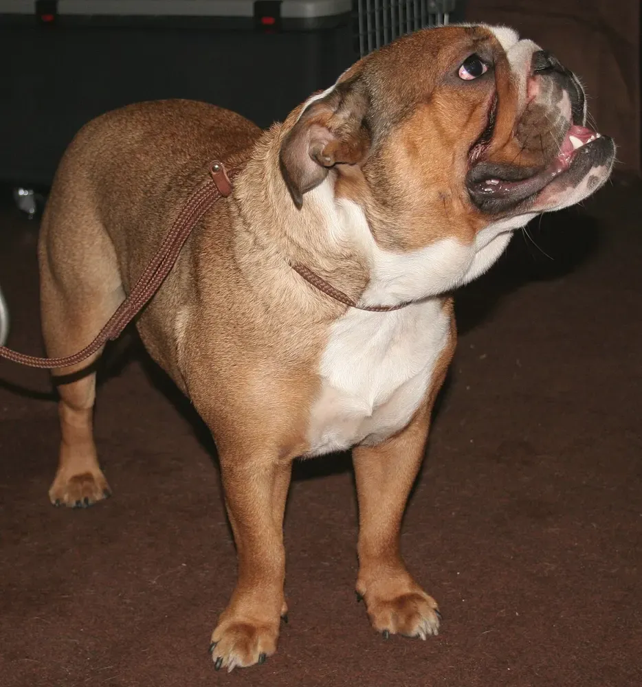 Bulldog inglés: foto 3
