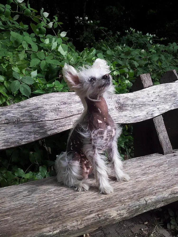 Perro crestado chino: foto 3