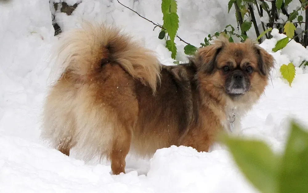 Spaniel tibetano: foto 3
