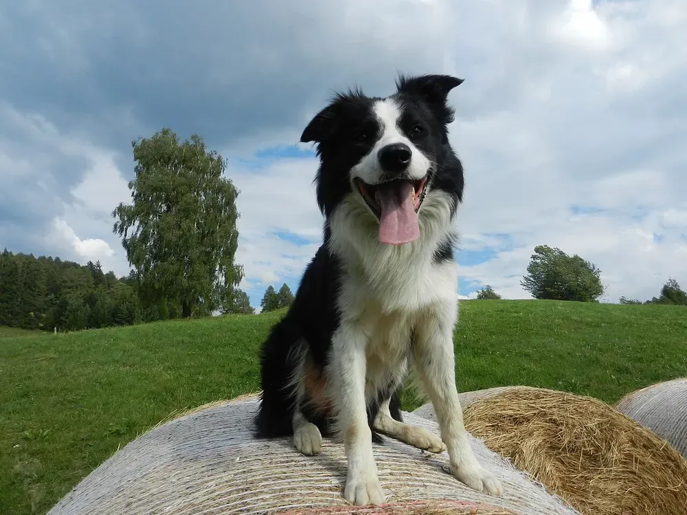 Border collie: foto 3