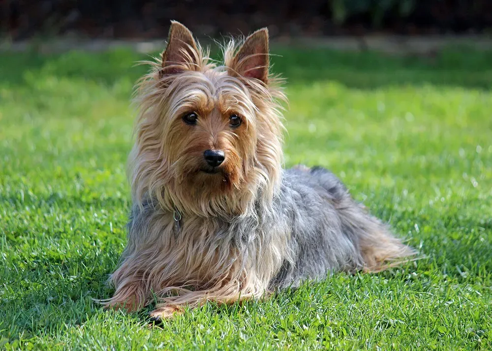 Silky terrier australiano: foto 3