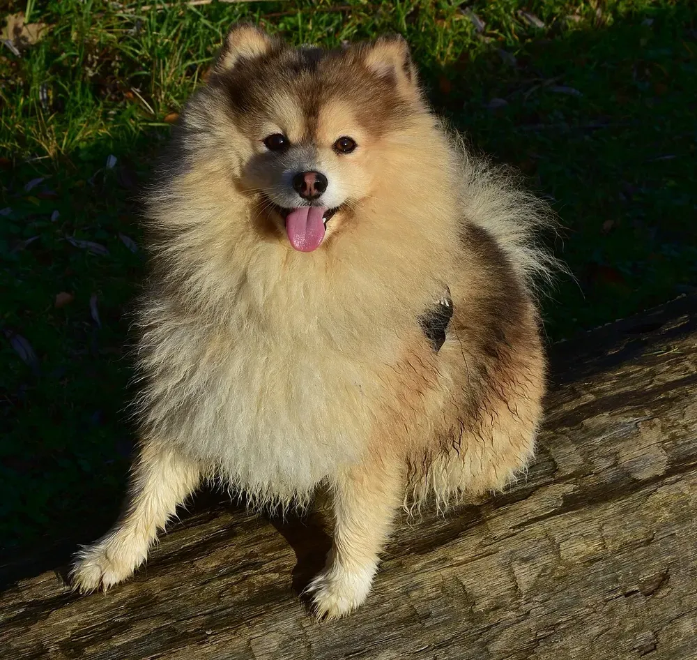 Pomsky: foto 3