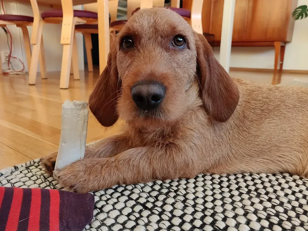 Basset leonado de Bretaña: foto 3