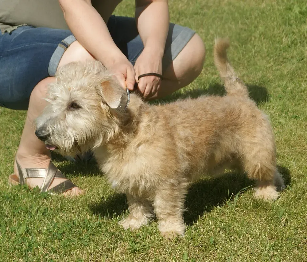 Terrier irlandés Glen of Imaal: foto 3