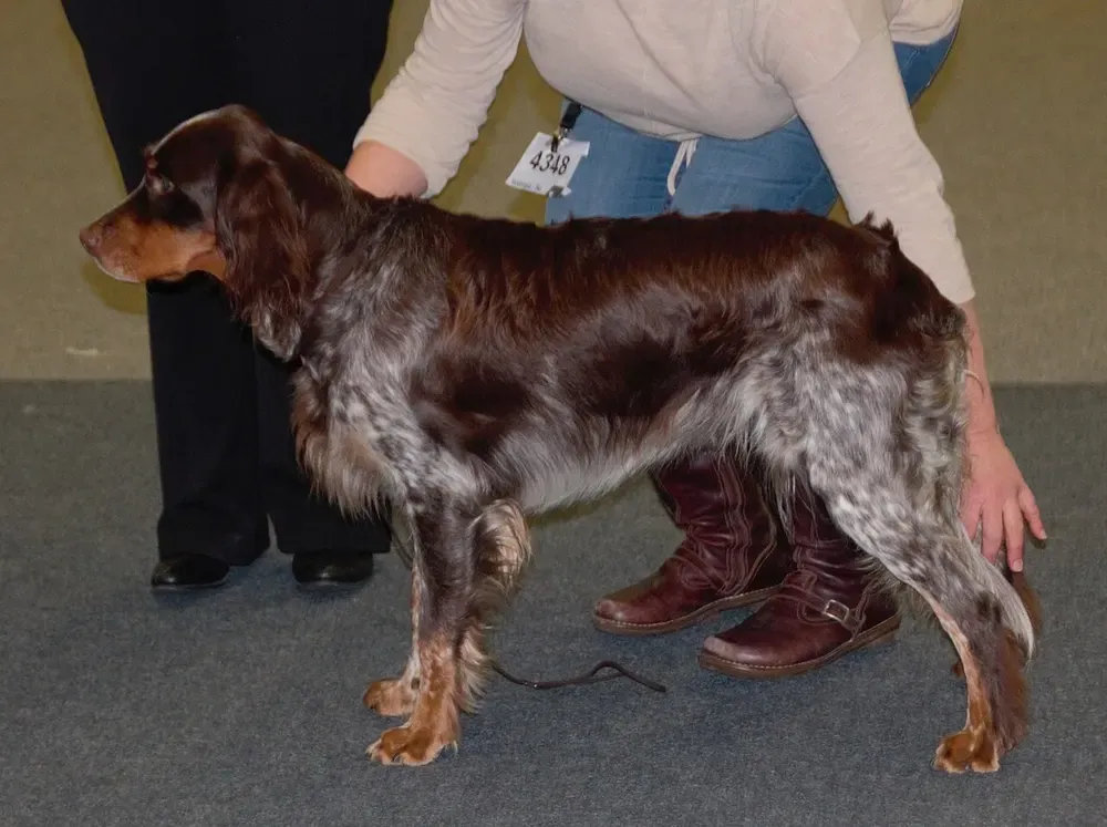 Spaniel picardo: foto 3