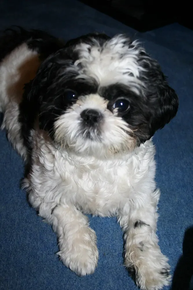 Shih tzu: foto 3